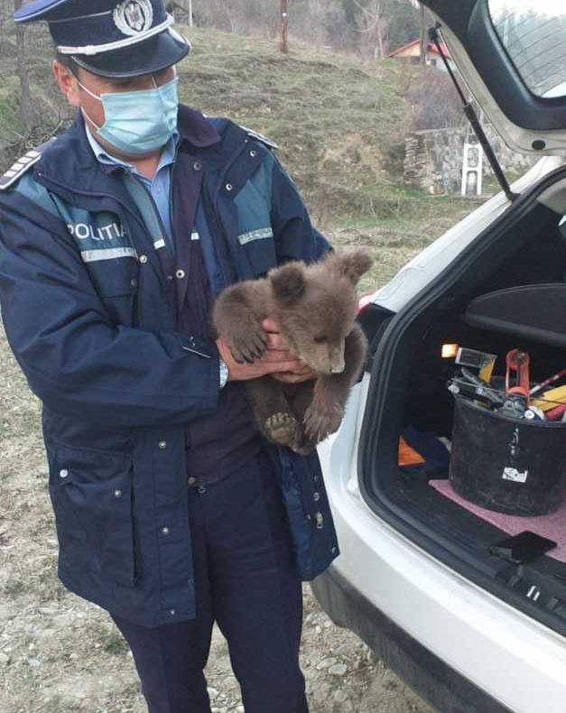 VIDEO Un pui de urs a fost găsit pe marginea drumului și acum e îngrijit de specialiștii de la ACDB