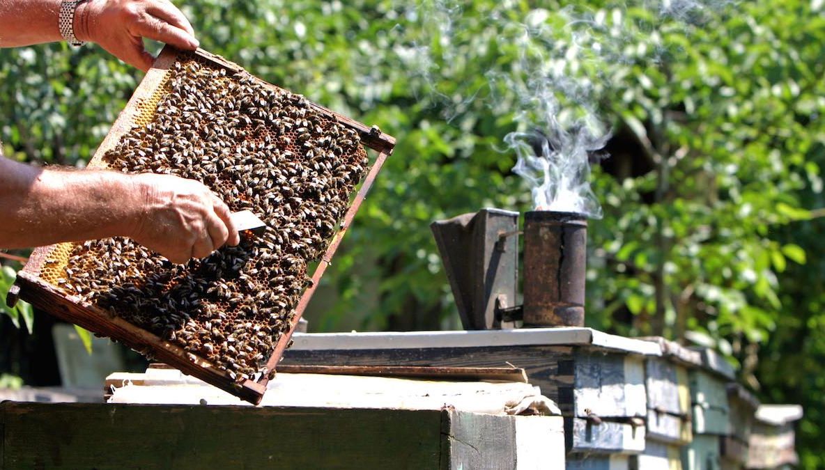 Patronul patiseriilor Marco, Marin Vasile, a murit înțepat de o albină