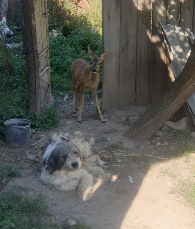 Dosar penal pentru un păncean care creștea un căprior în curte