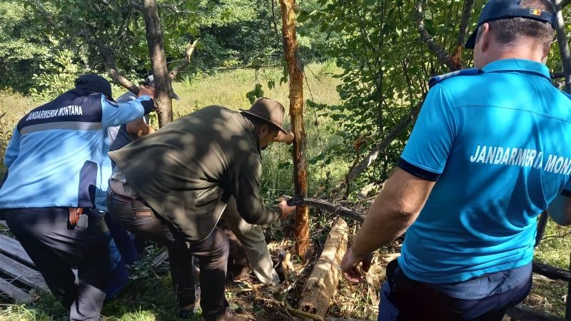 VIDEO Urs prins în gard la Nistorești, eliberat de autorități