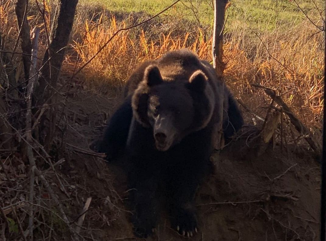 Urs eliberat din laț de jandarmii vrânceni, silvicultori de la Soveja și voluntari, la Negrilești