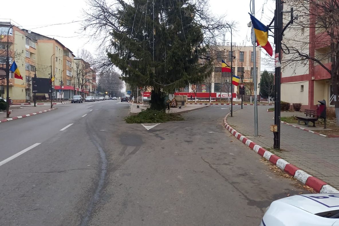 Primăria Panciu - sancționată de Poliție și obligată să toaleteze bradul care încurca circulația