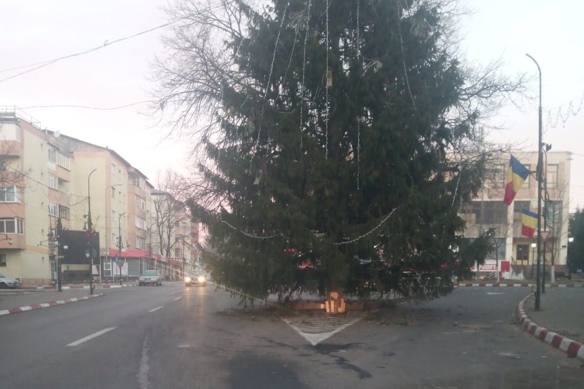 VIDEO Brad în mijlocul șoselei, în orașul Panciu