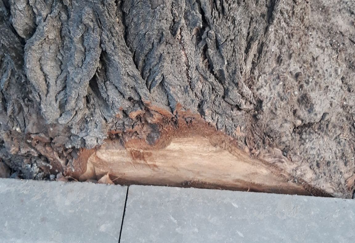 Dorel de la Focșani lovește din nou - Copaci mutilați din flex, ca să-ncapă bordurile