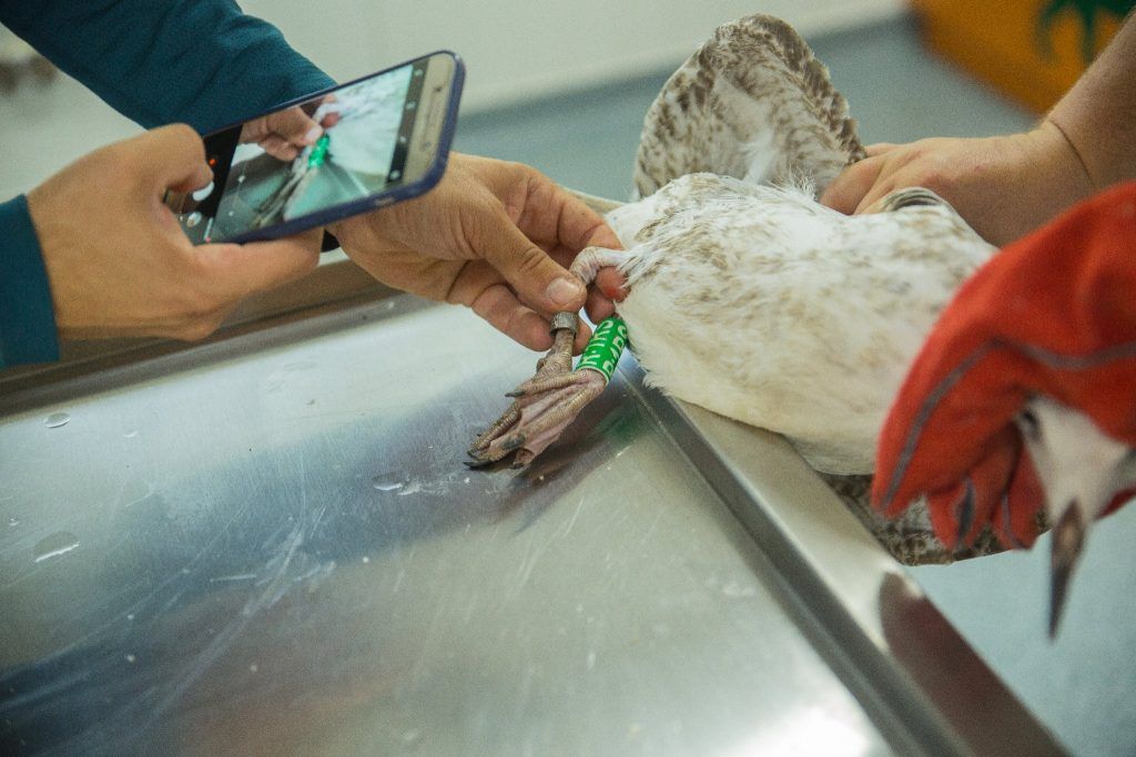 VRANCEA - Berzele îngrijite în Centrul de reabilitare și salvare a faunei sălbatice au ajuns în Polonia