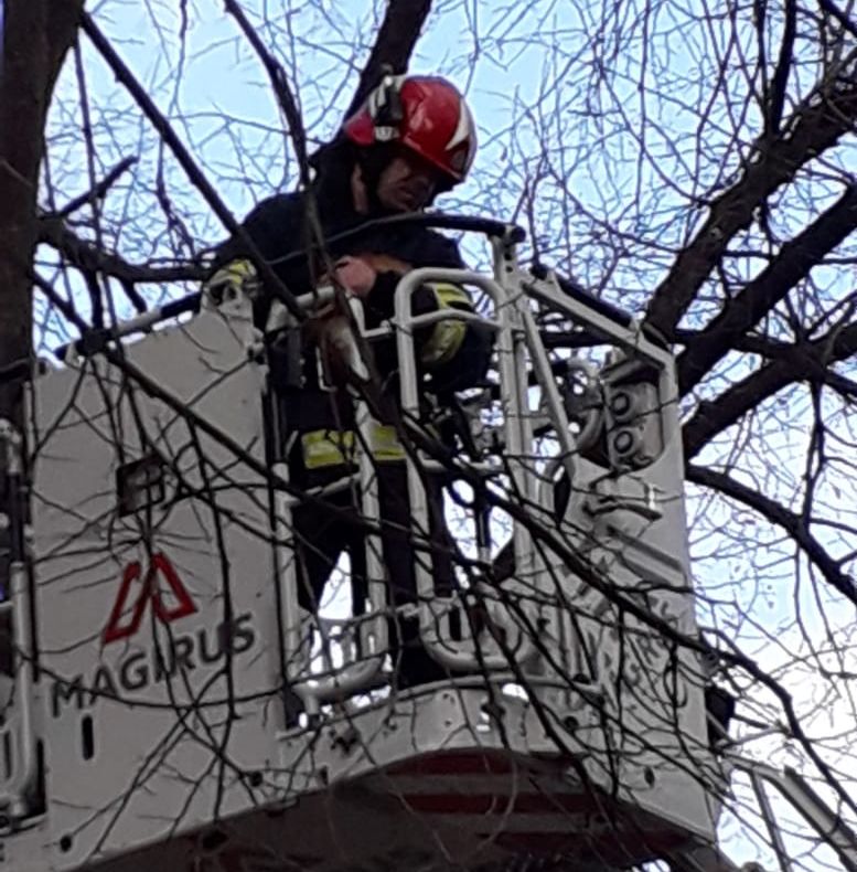 Pompierii în misiune de salvare a unui câine care s-a urcat pe o clădire în Focșani