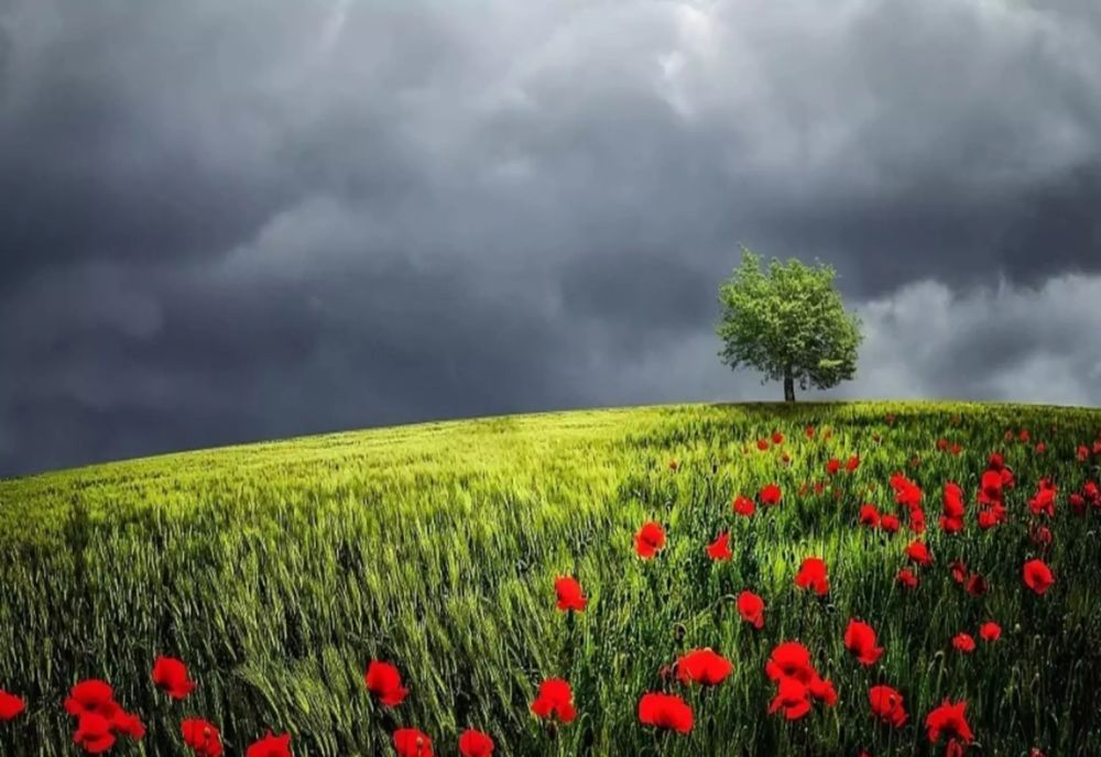 Anm: Prognoza pentru următoarele patru săptămâni