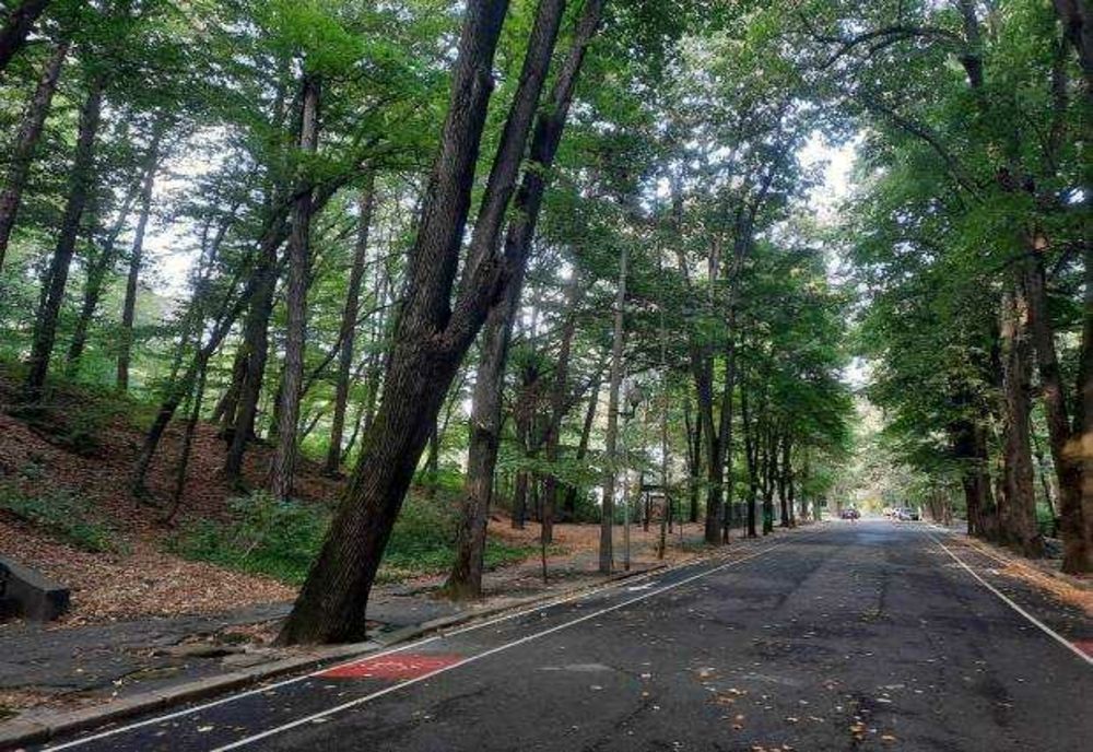 PĂDURILE CONTRIBUIE CU 520 DE MILIARDE DE EURO, ANUAL, LA ECONOMIA EUROPEI