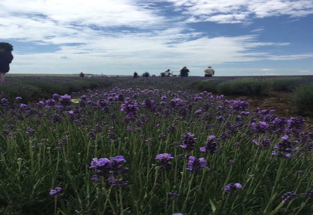 FEMEIE PRINSĂ FURÂND LAVANDĂ ÎN SECTORUL 6, AMENDATĂ DE DOUĂ ORI ÎN MAI PUȚIN DE O ORĂ