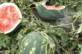 Producția de pepeni, afectată grav de vremea extremă. Pepenii de Dăbuleni putrezesc pe câmpuri