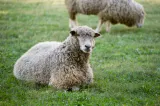 Focar de variolă ovină în Vrancea: 400 de oi vor fi sacrificate