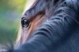 Incident grav în Sibiu! O tânără însărcinată a fost târâtă sute de metri de un cal speriat