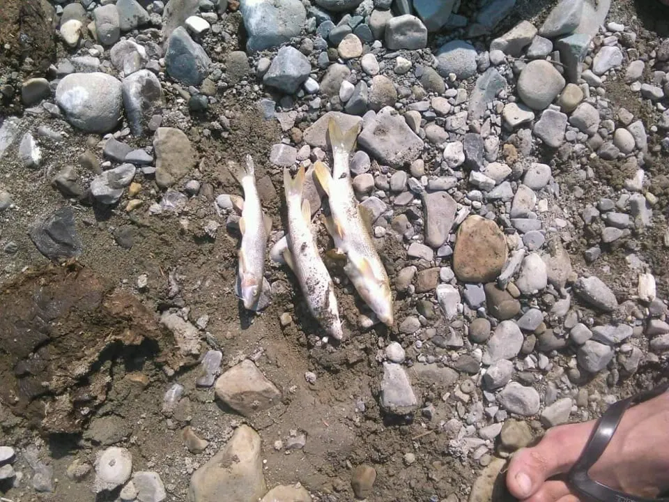 pesti morti Naruja