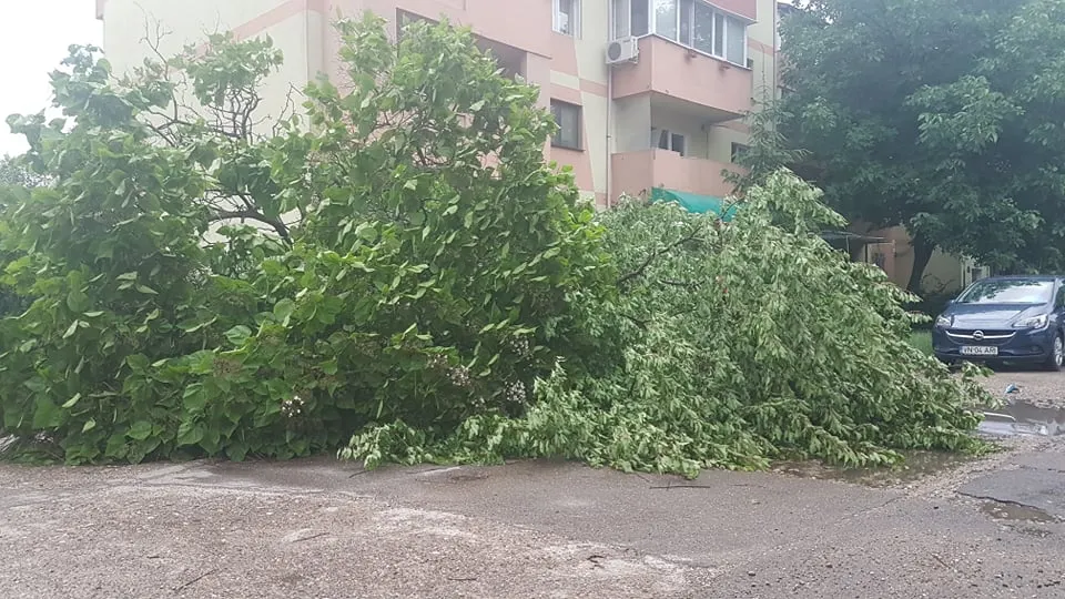 copac cazut focsani