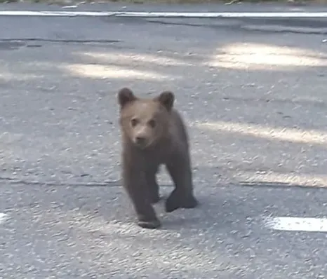 pui de urs Ojdula