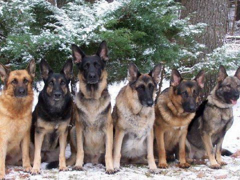 six-german-shepherd_93803-480x360