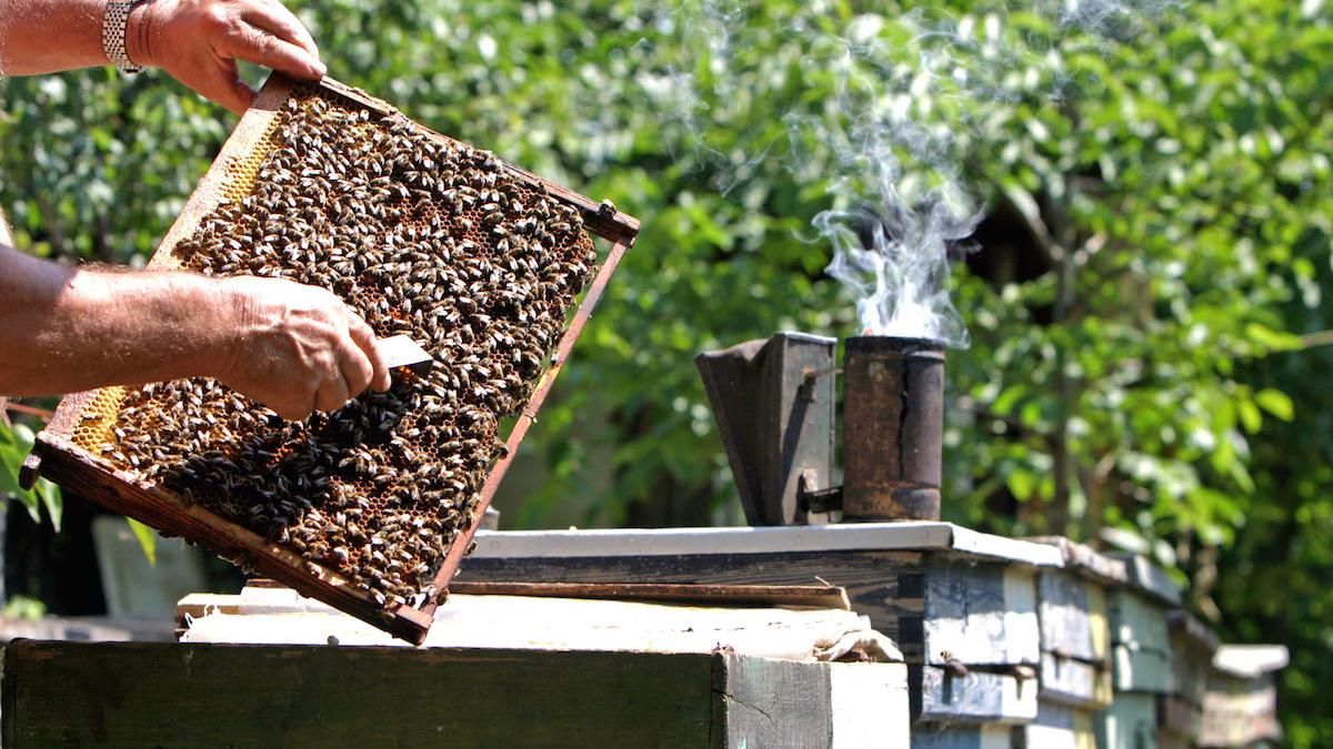 barbat-mort-intepat-albine-704206