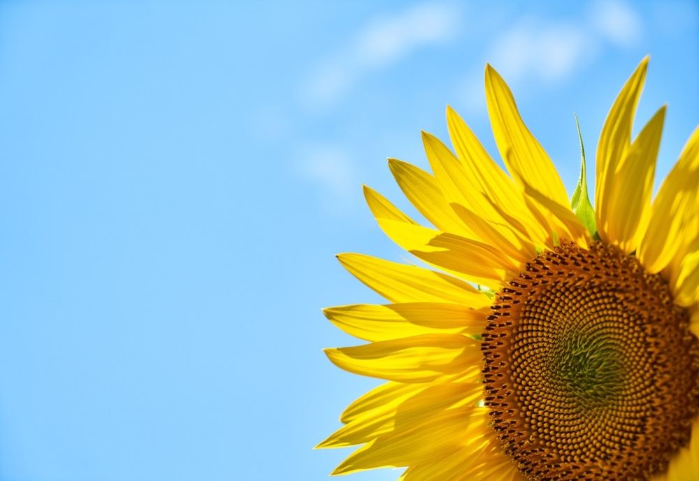 Vremea 11 iulie. Canicula va pune stăpânire pe sud-vestul țării