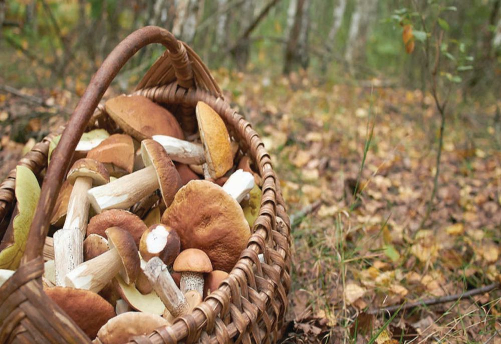 Val de intoxicații cu ciuperci otrăvitoare! Urgențele spitalelor sunt pline