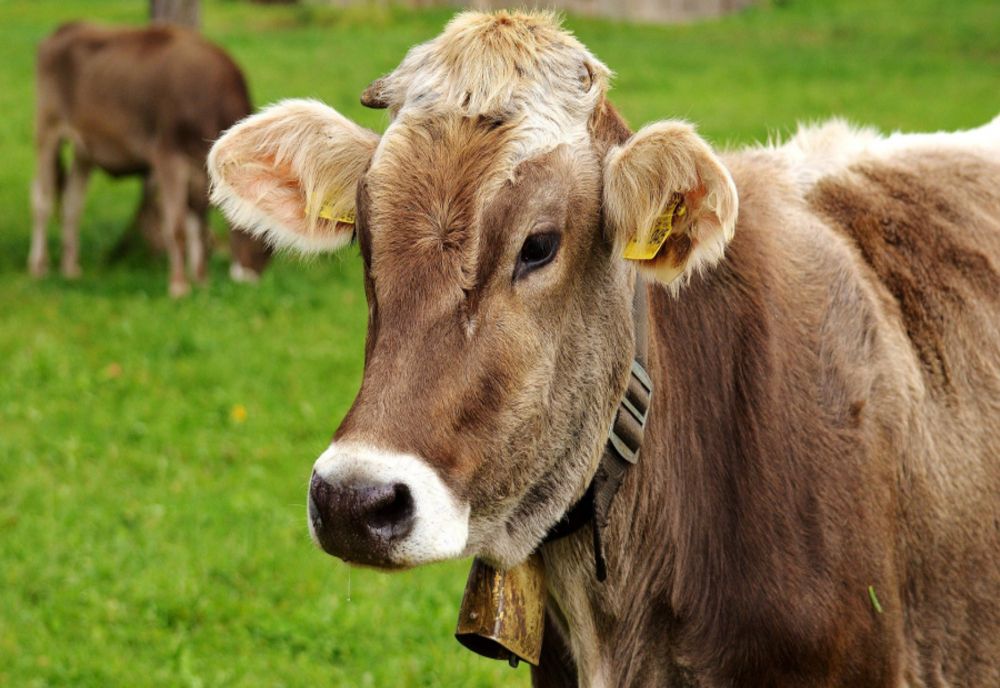 EPIDEMIE DE FEBRĂ AFTOASĂ ÎN EUROPA! MII DE BOVINE, SACRIFICATE DIN CAUZA VIRUSULUI PERICULOS