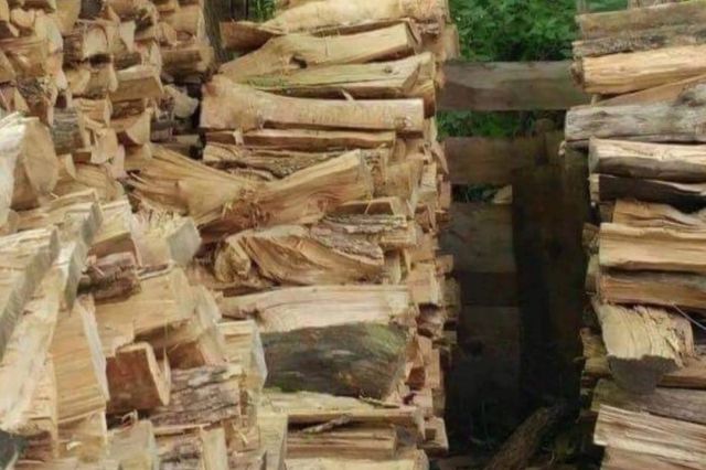 Se fură lemne ca-n codru în Vrancea