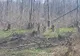 Un condamnat pentru tăieri ilegale de arbori, dus cu mandat la închisoare