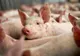Vrânceni sancționați pentru că au transportat și vândut porci fără documente legale