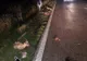 FOTO  Căruțași din Măicănești, spulberați în județul Brăila
