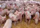 Autoritățile județene au interzis comercializarea porcilor și a furajelor în târguri și oboare