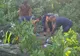 ULTIMA ORĂ   Bărbat lovit de un copacul pe care l-a tăiat