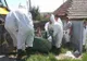 ULTIMA ORĂ   Suspiciune de pestă porcină africană la Lespezi, Homocea