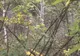 Urs găsit într-un laț, în pădure, la Poiana Cristei