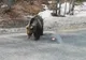 VIDEO Ursulețul de la Lepșa a reapărut pe drum. Lumea continuă să-i dea de mâncare din mașini