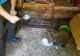 VIDEO Un ursuleț a fost salvat din apele râului Putna