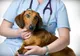 Campanie de sterilizare gratuită a câinilor cu și fără stăpân în Focșani