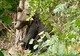 FOTO   Un urs a stat în laț, la Coza, aproape 24 de ore. Animalul a fost păzit de jandarmi