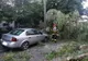 ULTIMA ORĂ Copac căzut peste două mașini în Focșani