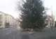 VIDEO Brad în mijlocul șoselei, în orașul Panciu