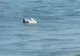 Bucată de dronă găsită în mare, la Mamaia, chiar lângă un club de fițe. SRI a trimis de urgență un echipaj