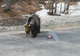 VIDEO Ursulețul de la Lepșa a reapărut pe drum. Lumea continuă să-i dea de mâncare din mașini