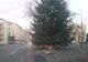 VIDEO Brad în mijlocul șoselei, în orașul Panciu